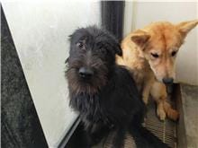 【待認養】混種犬 狗 (男生) - 澎湖縣流浪動物收容中心