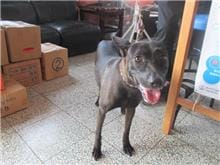 【待認養】混種犬 狗 (男生) - 桃園市動物保護教育園區