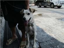 【待認養】混種犬 狗 (女生) - 南投縣公立動物收容所