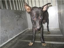 【待認養】混種犬 狗 (女生) - 桃園市動物保護教育園區