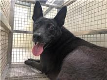 【待認養】混種犬 狗 (男生) - 臺北市動物之家