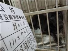 【待認養】混種犬 狗 (女生) - 雲林縣流浪動物收容所