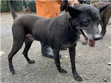 【待認養】混種犬 狗 (男生) - 臺北市動物之家