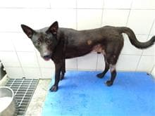 【待認養】混種犬 狗 (男生) - 新北市新店區公立動物之家