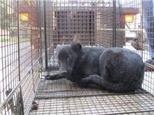 【待認養】混種犬 狗 (男生) - 桃園市動物保護教育園區