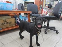 【待認養】混種犬 狗 (女生) - 南投縣公立動物收容所