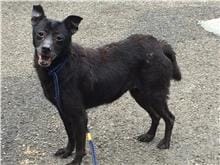 【待認養】混種犬 狗 (女生) - 臺北市動物之家