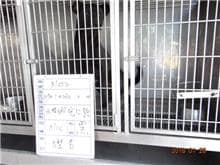 【待認養】混種犬 狗 (男生) - 雲林縣流浪動物收容所