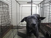 【待認養】混種犬 狗 (女生) - 桃園市動物保護教育園區