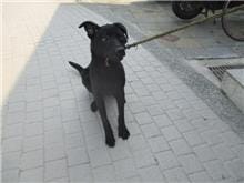 【待認養】混種犬 狗 (男生) - 桃園市動物保護教育園區