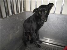 【待認養】混種犬 狗 (男生) - 桃園市動物保護教育園區