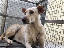 【待認養】混種犬 狗 (女生) - 臺北市動物之家