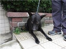 【待認養】混種犬 狗 (男生) - 南投縣公立動物收容所