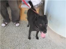 【待認養】混種犬 狗 (女生) - 桃園市動物保護教育園區