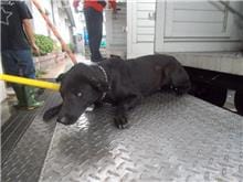 【待認養】混種犬 狗 (女生) - 南投縣公立動物收容所