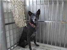 【待認養】混種犬 狗 (男生) - 南投縣公立動物收容所