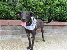 【待認養】混種犬 狗 (女生) - 南投縣公立動物收容所