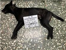 【待認養】混種犬 狗 (男生) - 雲林縣流浪動物收容所