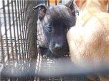 【待認養】混種犬 狗 (女生) - 桃園市動物保護教育園區