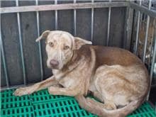 【待認養】混種犬 狗 (男生) - 南投縣公立動物收容所