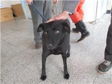 【待認養】混種犬 狗 (女生) - 桃園市動物保護教育園區