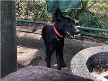 【待認養】混種犬 狗 (男生) - 臺北市動物之家