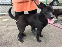 【待認養】混種犬 狗 (男生) - 臺北市動物之家