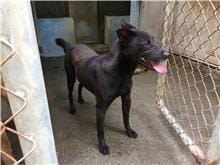 【待認養】混種犬 狗 (男生) - 臺北市動物之家