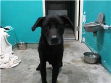 【待認養】混種犬 狗 (男生) - 新竹市動物保護教育園區