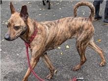 【待認養】混種犬 狗 (男生) - 臺北市動物之家