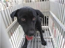 【待認養】混種犬 狗 (女生) - 桃園市動物保護教育園區