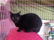 【待認養】混種貓 貓 (女生) - 臺北市動物之家