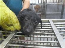 【待認養】混種犬 狗 (男生) - 桃園市動物保護教育園區