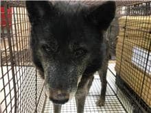 【待認養】混種犬 狗 (男生) - 金門縣動物收容中心