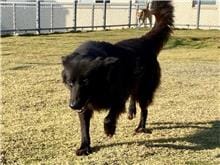 【待認養】混種犬 狗 (女生) - 新竹市動物保護教育園區