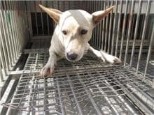 【待認養】混種犬 狗 (女生) - 桃園市動物保護教育園區