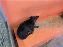 【待認養】混種犬 狗 (女生) - 新竹市動物保護教育園區