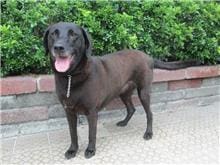 【待認養】混種犬 狗 (女生) - 南投縣公立動物收容所