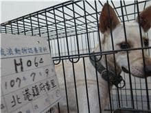 【待認養】混種犬 狗 (女生) - 雲林縣流浪動物收容所