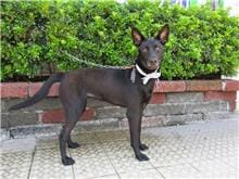 【待認養】混種犬 狗 (女生) - 南投縣公立動物收容所