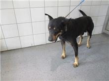 【待認養】混種犬 狗 (男生) - 桃園市動物保護教育園區