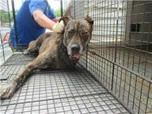 【待認養】混種犬 狗 (男生) - 桃園市動物保護教育園區