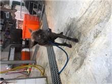 【待認養】混種犬 狗 (男生) - 新北市新店區公立動物之家