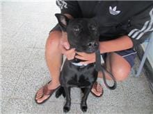 【待認養】混種犬 狗 (男生) - 桃園市動物保護教育園區