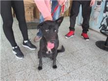 【待認養】混種犬 狗 (女生) - 桃園市動物保護教育園區