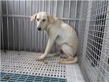 【待認養】混種犬 狗 (男生) - 南投縣公立動物收容所