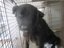 【待認養】混種犬 狗 (男生) - 桃園市動物保護教育園區