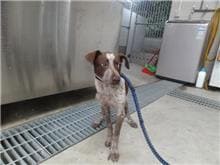 【待認養】混種犬 狗 (男生) - 新北市新店區公立動物之家