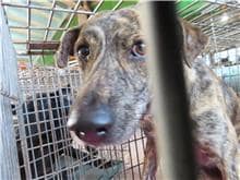 【待認養】混種犬 狗 (男生) - 臺南市動物之家灣裡站