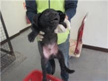 【待認養】混種犬 狗 (男生) - 桃園市動物保護教育園區